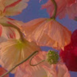 Meet your Posher, Carrington